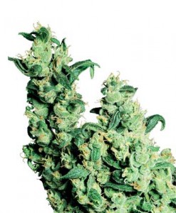 jack-herer-photo