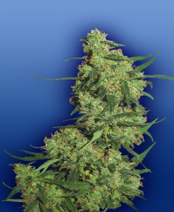 nepal-kush-feminized-photo