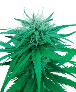 ruderalis-indica-photo