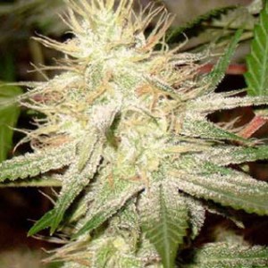 white-widow-feminized-photo