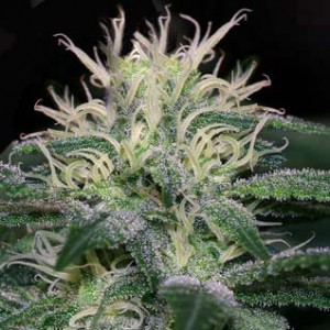 wss-skunk-feminized-photo